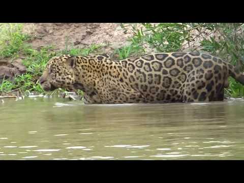 Jaguar Hunts along the River: Capybara Attack and Giant River Otters
