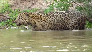 Jaguar Hunts along the River: Capybara Attack and Giant River Otters
