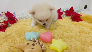 ハーフ犬の動画01