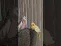 Baby Birds Sleeping