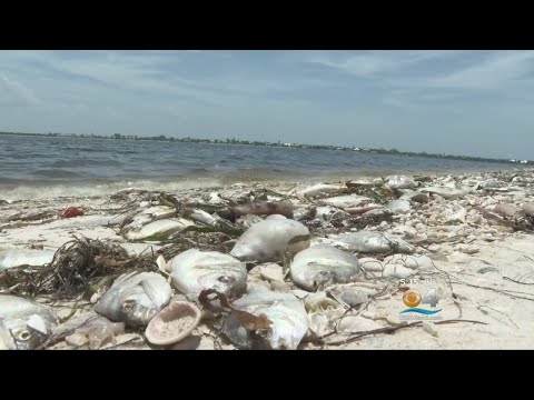 Red Tide Kills Thousands Of Fish, Marine Life Along Florida's Southwest Coast