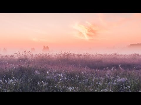 Calm and Ease Meditation—Jack Kornfield