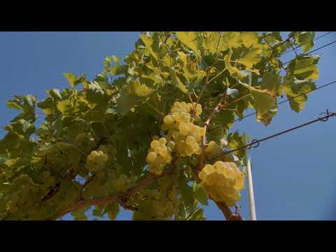 Pe urmele vinului spumant românesc . In the footsteps of Romanian Sparkling Wine
