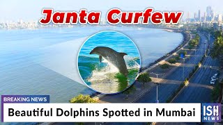 Beautiful Dolphins Spotted in Mumbai