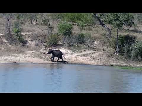 Djuma: Egyptian Geese, Warthogs, Blacksmith Lapwing and Elephants leaving - 14:08 - 09/25/2022