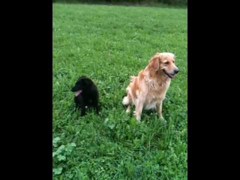 Welpe Reto 11 wochen Sitz - Hier - Sitz 20m Hubert Asam kleiner Wolf