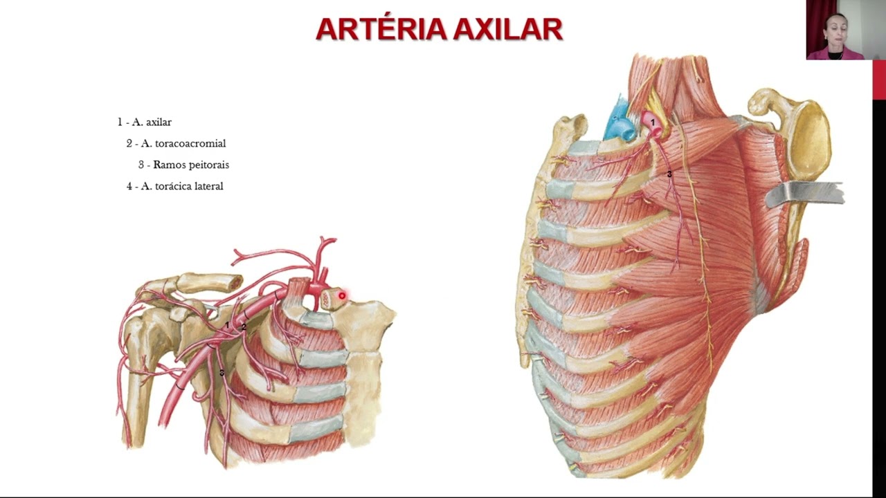 Tórax - Vasos, nervos e linfáticos