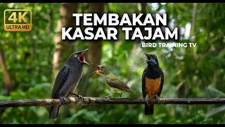 Download lagu 🔴 Live Kolibri Manggar Betina Super Gacor Necret vs Cucak Cungkok Super Gacor vs Srigunting Gacor mp3 Download lagu 🔴 Live Kolibri Manggar Betina Super Gacor Necret vs Cucak Cungkok Super Gacor vs Srigunting Gacor mp3