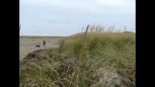 preview picture of video 'Park your RV on the beach in Pacific Beach, Washington'