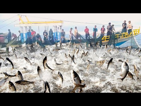 WoW !!Net Fishing, Fishing Boat Catch a Lot of Fish on The Sea Big Catch ! #02