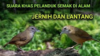 Download lagu SUARA KHAS PELANDUK SEMAK GACOR SIULAN DI PAGI HARI. mp3