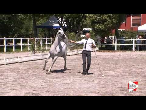 N.44 VALMIR MAL - Festival FVG 2015 - Stallions 4-6 years old (Class 9)