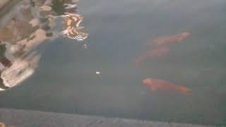 preview picture of video 'Fishes look staaarr## in golden temple at amritsar ACET.@@'