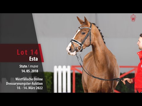 Dressuryoungster-Auktion Lot 14 Esta Stute v. Estobar NRW - Lando xx
