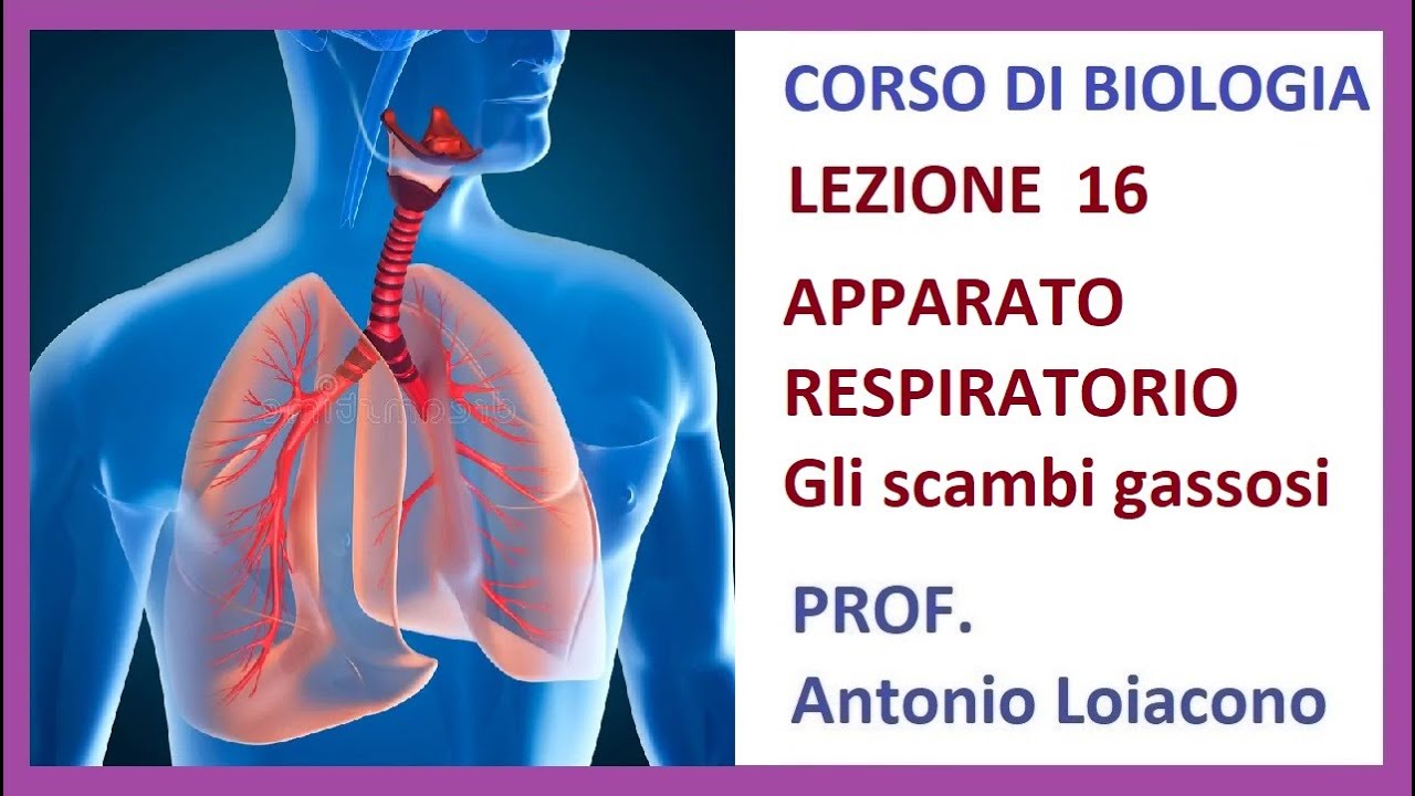 CORSO DI BIOLOGIA - Lezione 16 - L'APPARATO RESPIRATORIO e gli scambi gassosi