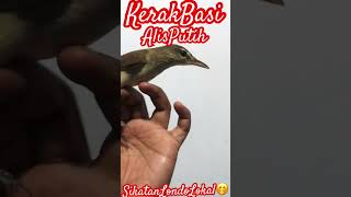 Download lagu Burung kerak basi Alis Putih Jantan #kerakbasi #kerakbasialisputih mp3