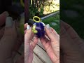 YoYo Ball Shorts Asmr Yoyoball Yoyo Fidget Fidgettoys Oddlysatisfying Asmrsounds