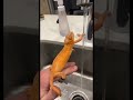 DONT DO THIS!!!!! #chameleon #pets #animals