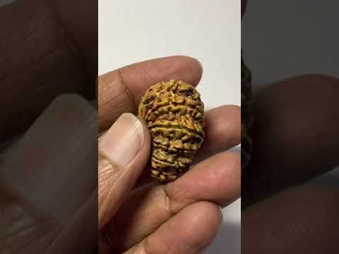 12 Mukhi Rudraksha