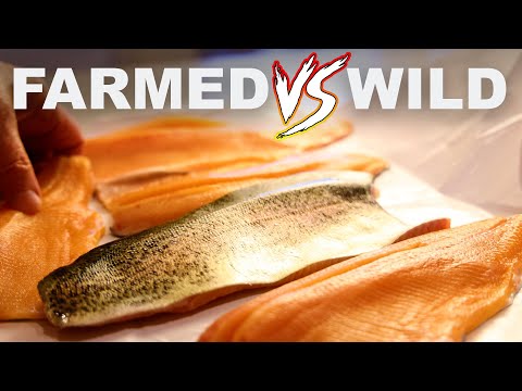 Why farmed fish isn't always more sustainable than wild (but definitely sometimes is)