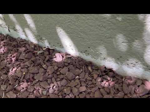 Trail of Ants Wrapping Around the Home in Somerset, NJ