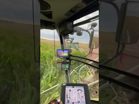 CLAAS JAGUAR 980 chopping some corn silage #choppingcorn #farming #agriculture