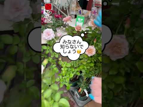 園芸 エレガントなライア