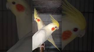 Download lagu BURUNG FALK JENIS LUTINO MATA MERAHA (PARKIT AUSTRALIA) #burung #falk #cockatiel mp3
