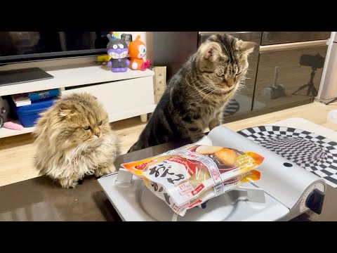 youtube-動物記事1970/01/01 09:00:00