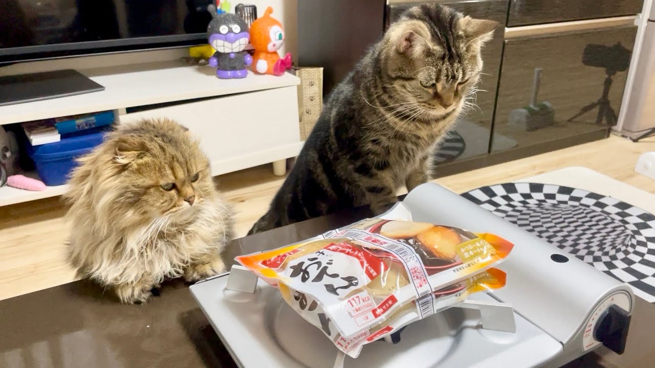 1人寂しくおでんパーティーしてたら猫が参加しに来てくれました