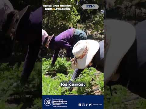 🚜🌾 “Ahora podemos sacar nuestra cosecha para que se la lleven”