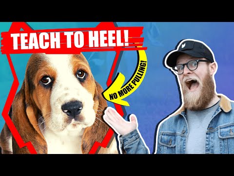 1st YouTube video about how far can a basset hound walk