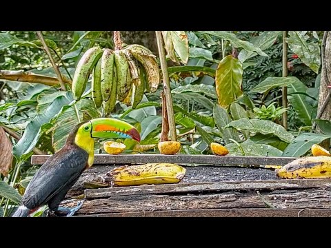 Toucan With A Rainbow-colored Bill Comes To The Panama Fruit Feeder For Some Banana – March, 11 2021