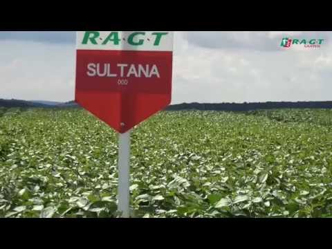 Soja – die Eiweißalternative