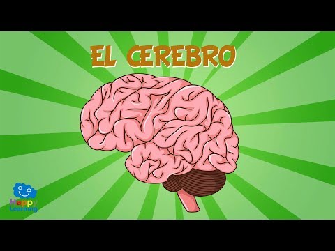 EL CEREBRO | Vídeos Educativos para Niños