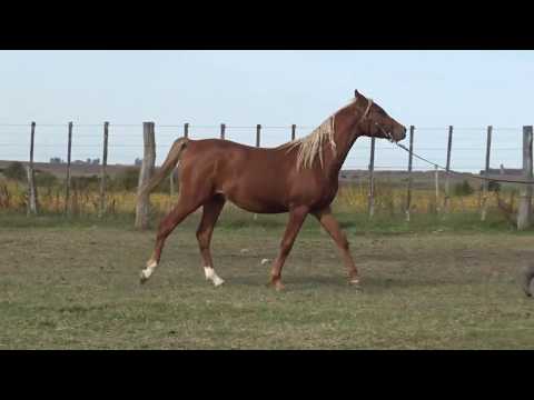 Lote LANCER HLM