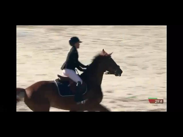 &Agrave; vendre Jument de sport 