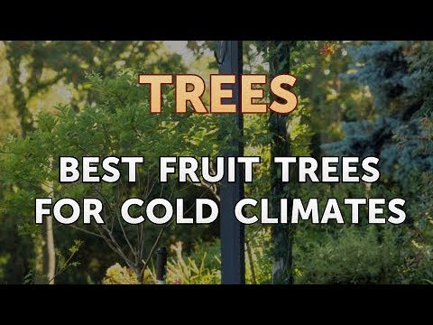 image-How do you grow pear trees?