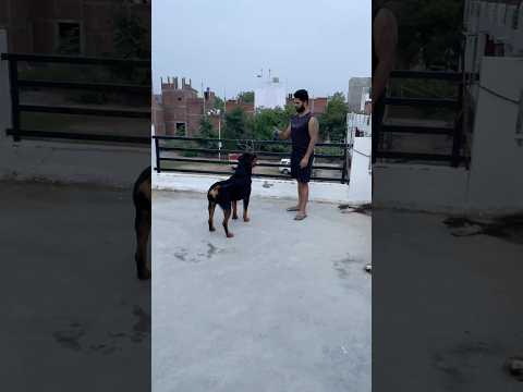 Rottweiler basic training #dog #rottweilerclub #rottweilerpuppy #rottweiler #doglover