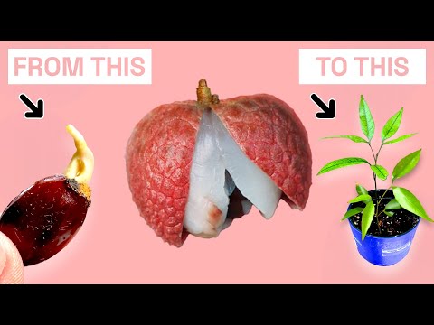 How I Turned Grocery Store Lychees into Plants