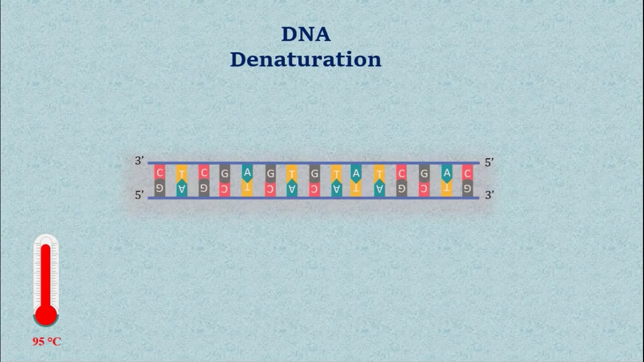 Sanger DNA Sequencing - Gel Electrophoresis Animation