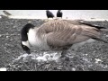 A Mother Goose Turning Her Eggs: Video Clips from ...