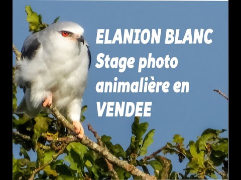 Elanion blanc par Roland OZIEL photographe animalier en Vendée