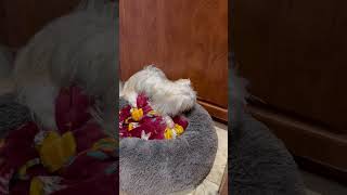 Video preview image #1 Mutt Puppy For Sale in Boca Raton, FL, USA
