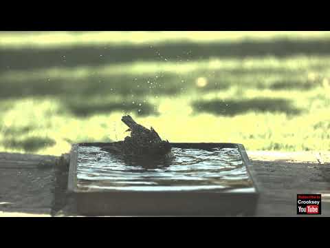 Super Slow Motion Starling in a Bird Bath using IX Camera