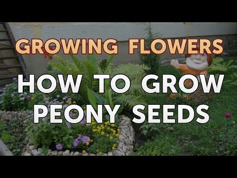 How to Grow Lantana From Saved Seeds