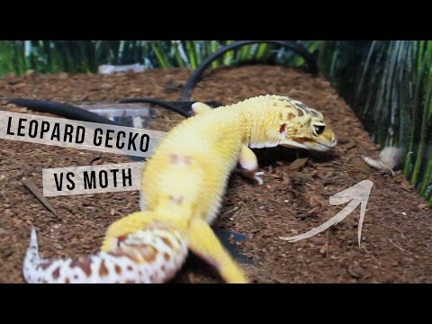 Leopard Gecko vs Wax Moth