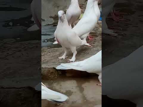 kabotar Baazi 007#laky kabotar#shorts#viralshorts#viral