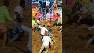 Download lagu mudinja thottu paru Thodraa parkalam #ajshorts #jallikattu #trending mp3 Download lagu mudinja thottu paru Thodraa parkalam #ajshorts #jallikattu #trending mp3