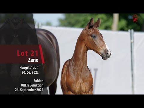 ONLIVE-Auktion Lot 21 Zeno Hengst v. Zoom - Rocky Lee